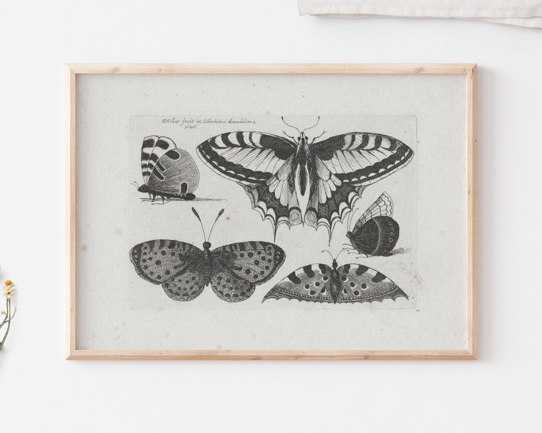Black and White Butterfly Wall Art Set Printable Vintage Etsy