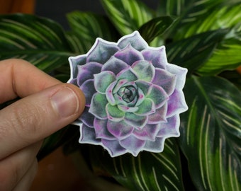 Purple Succulent Vinyl Sticker, vinyl decal, waterproof laptop sticker, art sticker, gift for her, made in Australia
