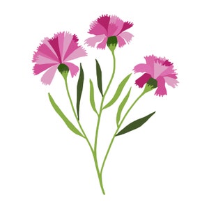 Pack of 6 Illustrated Flower Cards - Notecards - Floral Card Set ...
