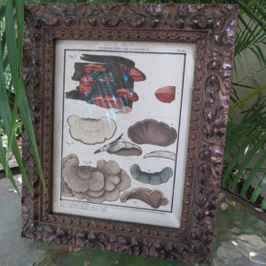French Mushrooms Vintage Print - Custom Framed Old Print - Excellent Condition