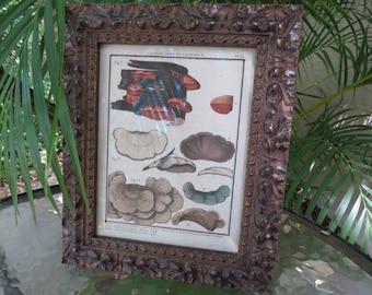 Framed French Mushrooms Vintage Print – Botanical Kitchen Art