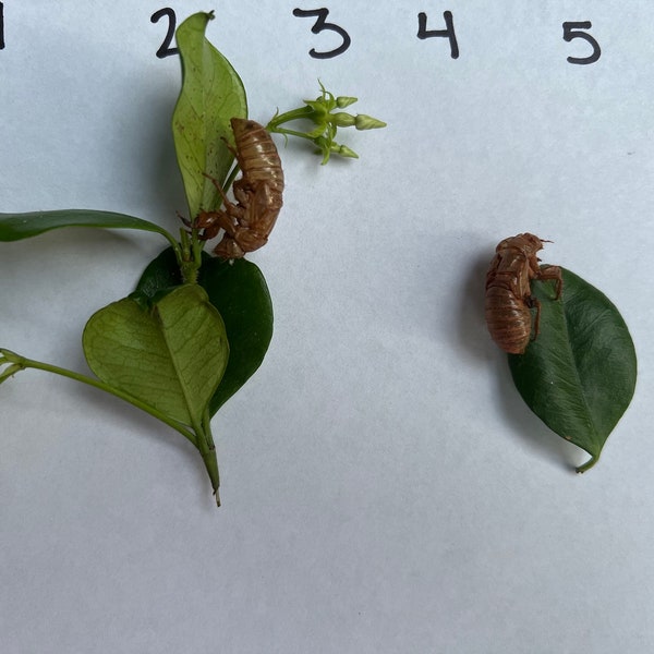 Periodical Cicada- Exoskeleton Shedding Specimens