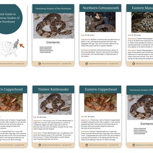 Venomous Snakes of the Northeast, Digital Guide, Printable - Etsy
