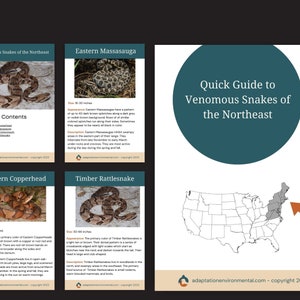 Venomous Snakes of the Northeast, Digital Guide, Printable - Etsy