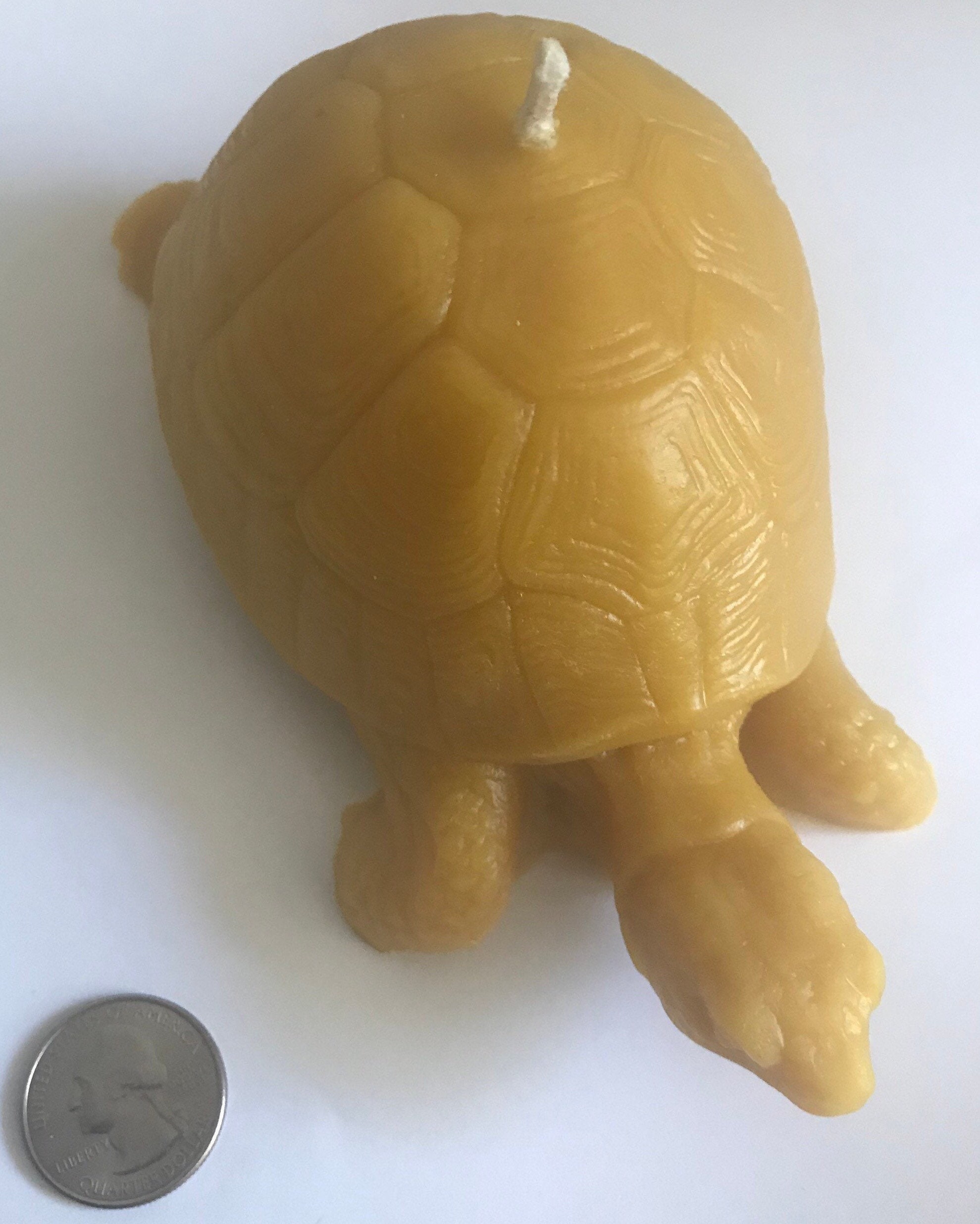 Tortoise Beeswax Candle- Large - Etsy