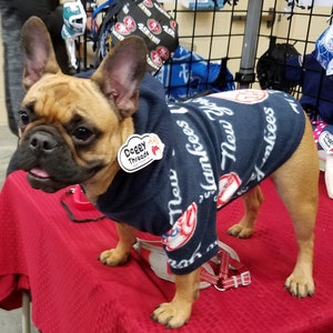 May include: A brown and white French bulldog wearing a blue hooded sweatshirt with the words "New York Yankees" printed on it. The dog is wearing a red leash and has a sticker on its chest that says "Doggy Threads".