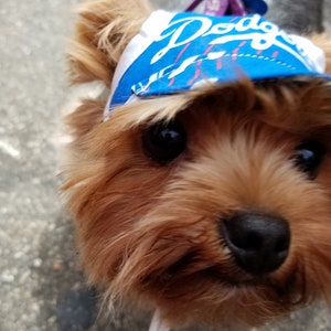 May include: A small brown and white dog wearing a blue and white baseball cap with the word "Dodgers" on it.