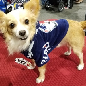 May include: A small, white and brown dog wearing a blue and white fleece sweater with the words "Doggy Threads" on a tag. The dog is standing on a red carpet.