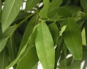 California bay leaves (fresh, raw, wild)