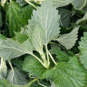 Stinging Nettles Fresh raw wild