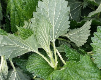 Stinging Nettles Fresh raw wild