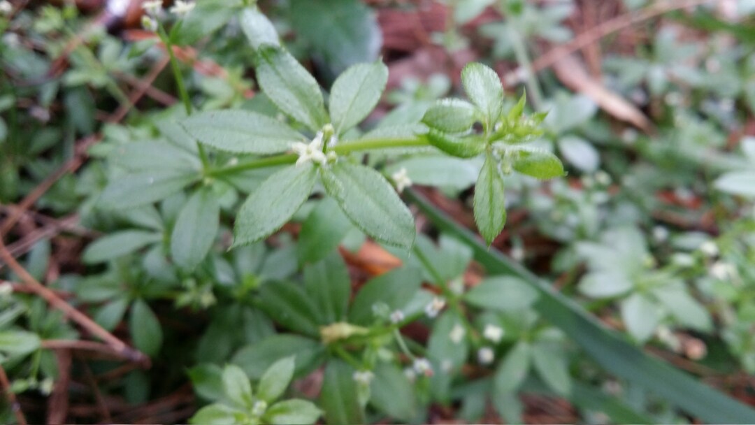 Fresh Wild Cleaver/bedstraw 1lb. Etsy