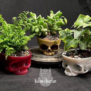 Replica Fetal Skull Planter