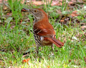 Wood Thrush with bug, bird, bug, brown