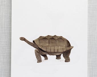 Tortoise Animal Print A4 size