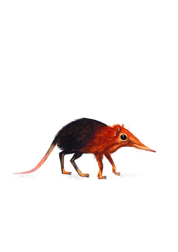 Elephant Shrew Animal Print A4 Size - Etsy Elephant Shrew Animal Print A4 Size - Etsy