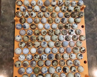 Coturnix Quail Eggs 20 CT Color Variety