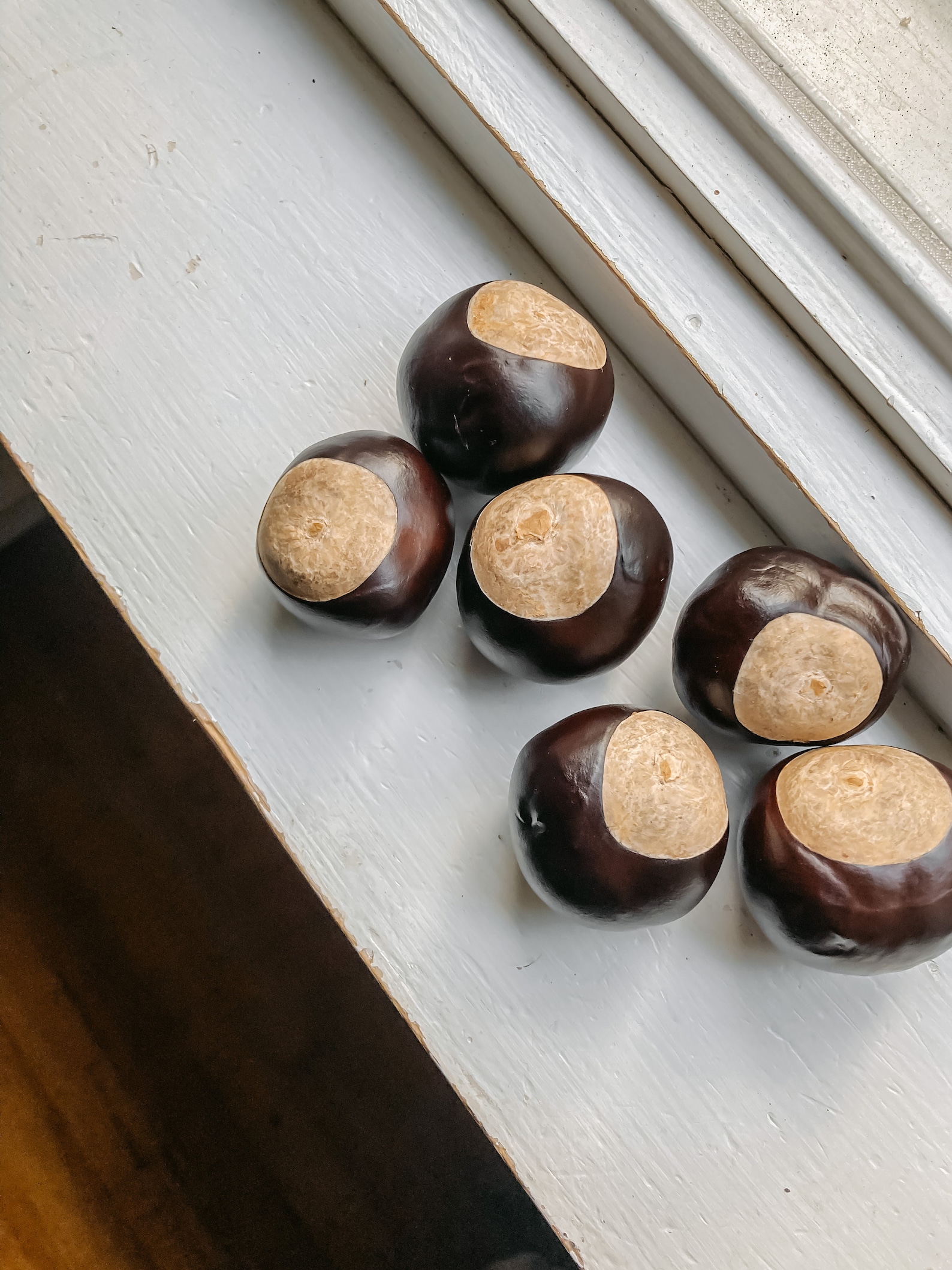 Homegrown Real Ohio Buckeye Nuts Etsy