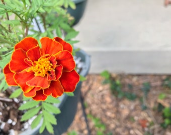 Organically-grown Sparky Dwarf Marigold Seeds, 100 - FREE SHIPPING