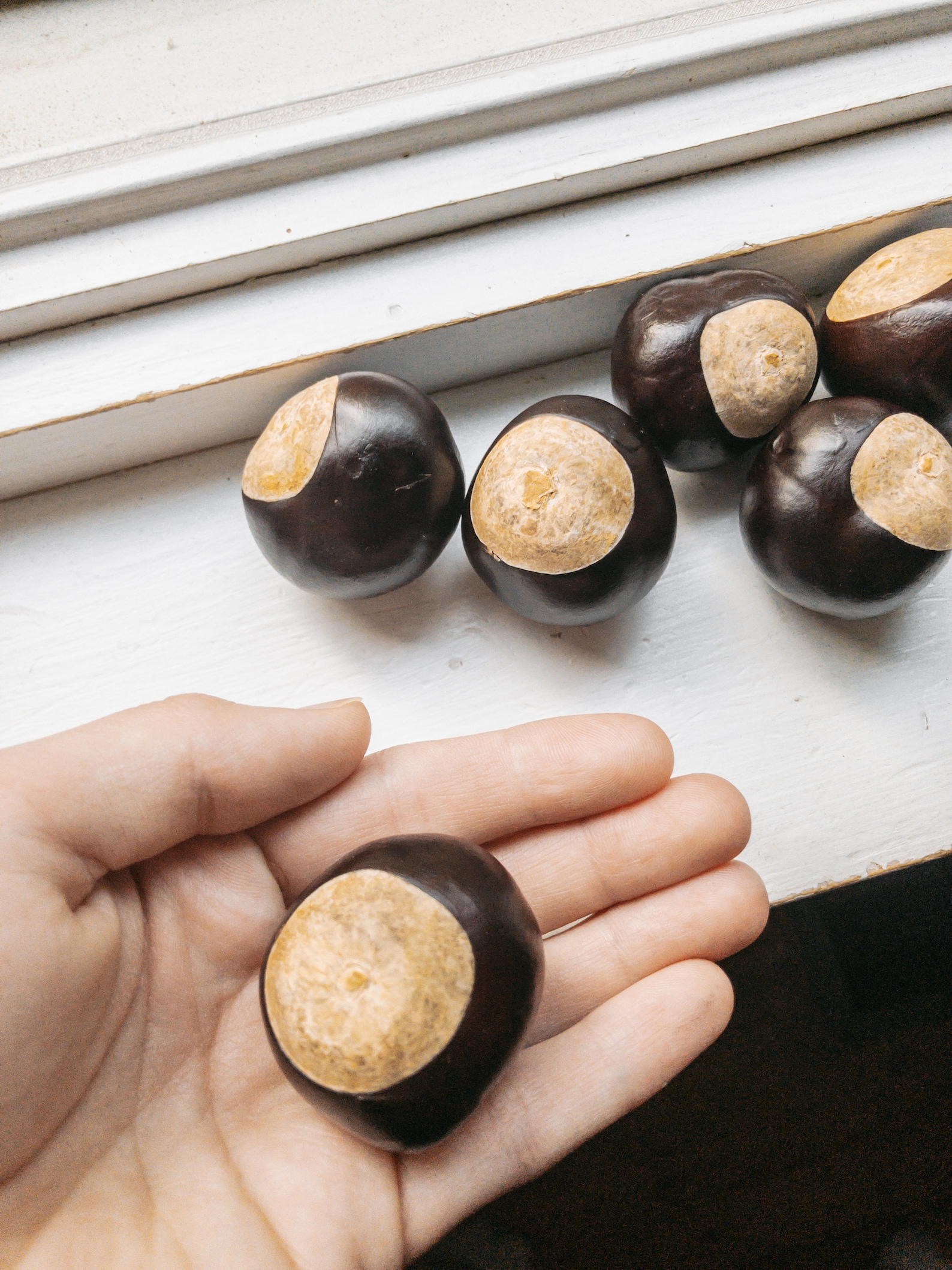 Homegrown Real Ohio Buckeye Nuts Etsy
