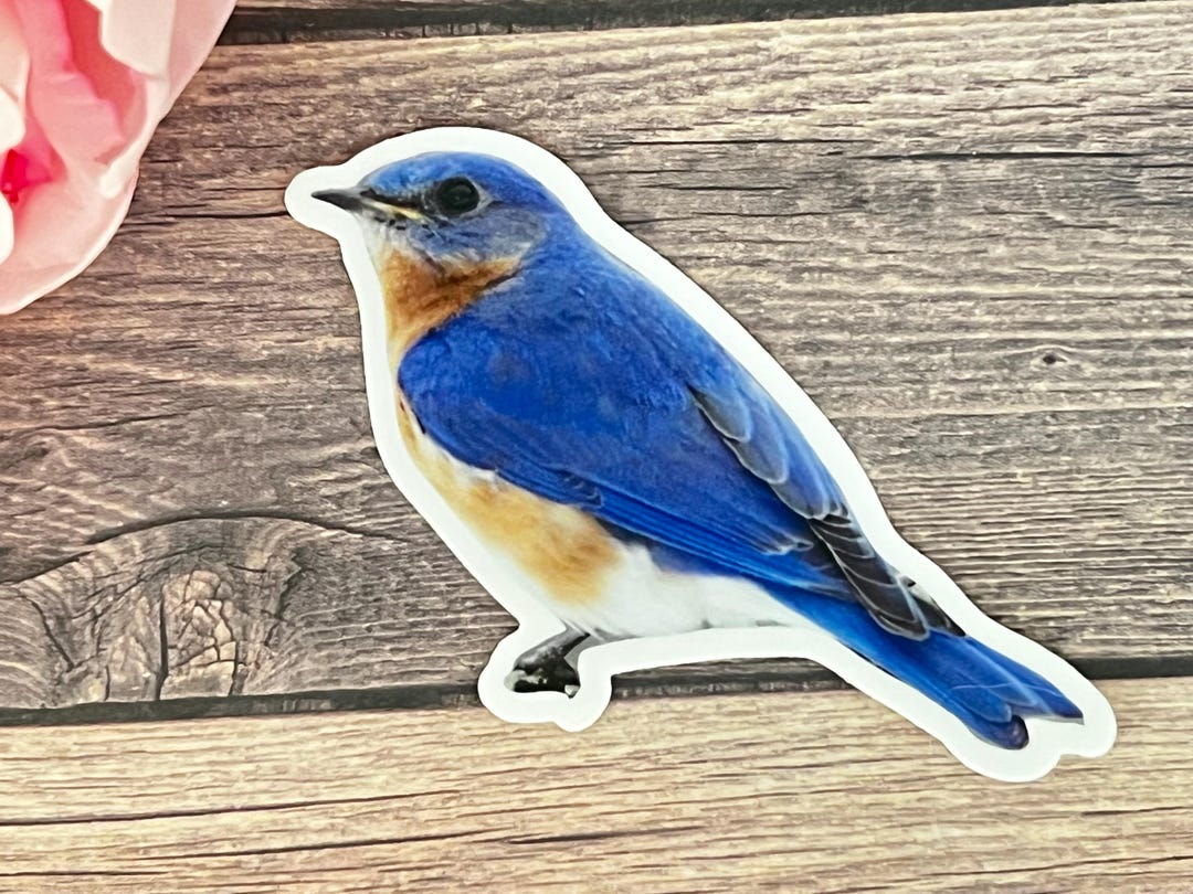 Bluebird Vinyl Sticker - Etsy
