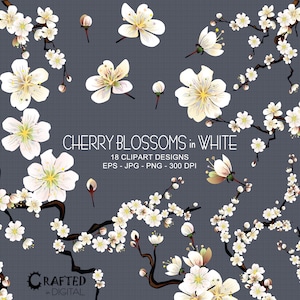 Coleção de clipart de Sakura / flor de cerejeira branca