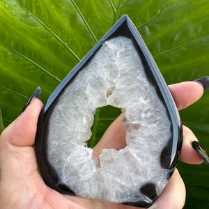 May include: A teardrop-shaped, polished black and white crystal geode. The geode has a black outer layer and a white, crystalline interior with a central cavity. The geode is held against a backdrop of large, green leaves.