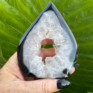 May include: A polished, teardrop-shaped black and white agate geode. The geode features a glossy black exterior and a crystalline, white interior with a central cavity. The geode is held against a backdrop of large, green leaves.