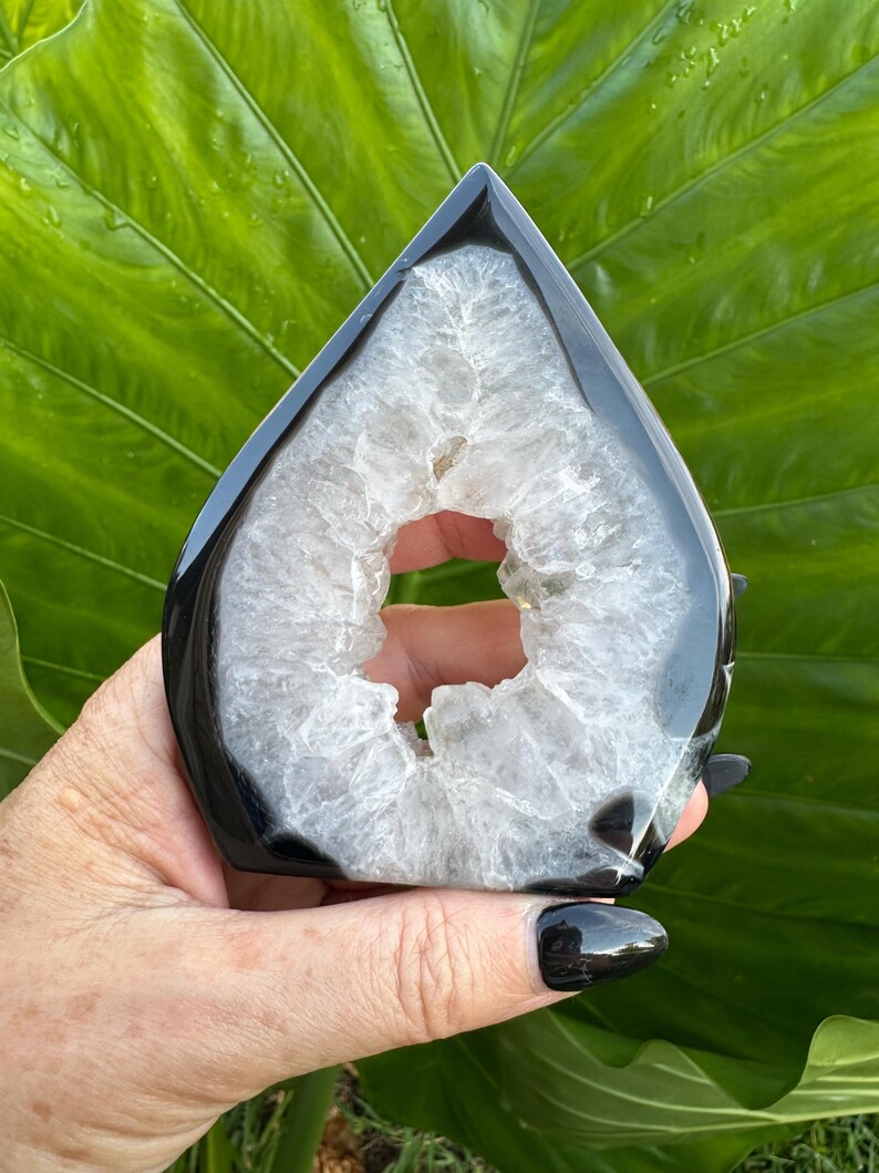 May include: A polished, teardrop-shaped black and white agate geode. The geode features a glossy black exterior and a crystalline, white interior with a central cavity. The geode is held against a backdrop of large, green leaves.
