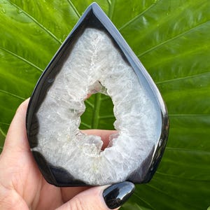 May include: A polished, teardrop-shaped geode with a black exterior and a white, crystalline interior. The geode has a hollow center and is held against a backdrop of large, green leaves.