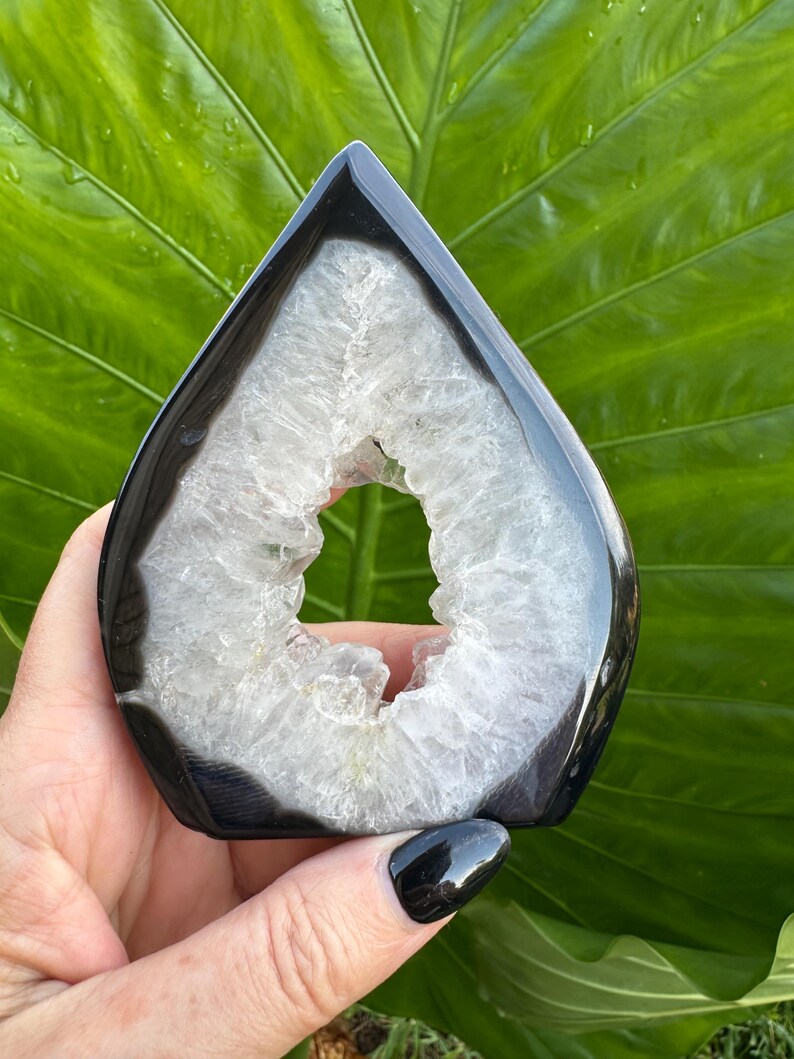 May include: A polished, teardrop-shaped geode with a black exterior and a white, crystalline interior. The geode has a hollow center and is held against a backdrop of large, green leaves.
