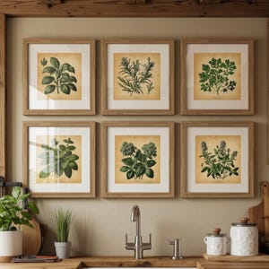 Può includere: Un set di sei stampe botaniche quadrate incorniciate raffiguranti erbe verdi su sfondo beige, disposte in due file da tre sopra un lavello bianco con rubinetto in acciaio inossidabile, piani di lavoro in legno e vari accessori da cucina.