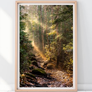Fotografía de un sendero soleado en el bosque, lámina decorativa de bosque para pared, póster de decoración de naturaleza.
