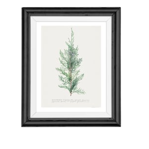 Nadelbaumzeichnung, Fichtenbild, Wohnzimmerwanddekoration, altes Baumbild, altes Gemäld, graue ländliche Dekoration, Poster Winter, Kunst