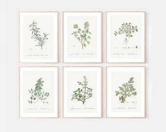 wall art set of 6, botanical prints set, vintage drawing, kitchen decor, home ornament, green wall gallery, herbs pictures, dining room art