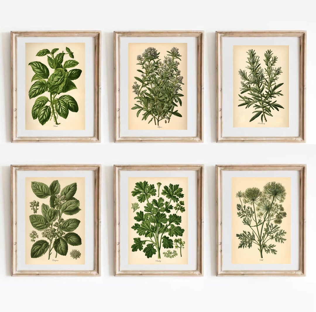 Herb Prints Set, Vintage Botanical Illustrations, Kitchen Wall Art - Etsy