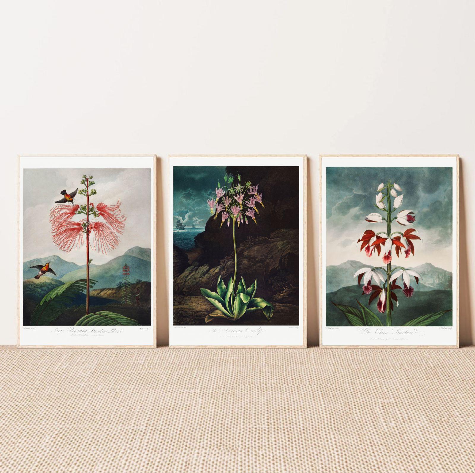 Set of 3 botanical art prints, exotic flowers wall gallery, vintage illustrations, flower pictures, wall gallery, home decor, room ornament
