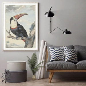 toucan wall art print, toucan drawing, vintage illustration, bird poster, antique bird art, colonial home decor, room ornament, wall hanging
