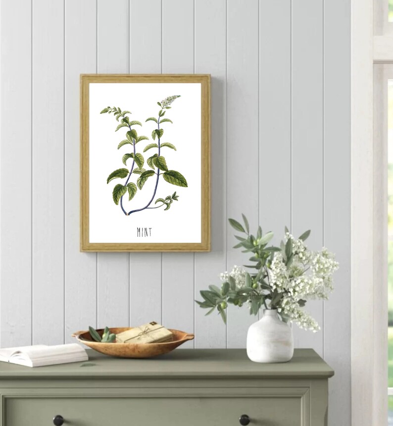 May include: A framed botanical illustration of a mint plant with green leaves and the word "MINT" printed below the image.