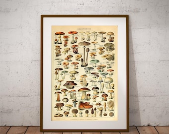 affiche de champignon, affiche d'infographie de champignon, illustration vintage, illustration ancienne, affiche botanique, champignons