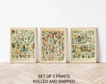 Garden flowers drawing, botanical wall art prints 3, french vintage pictures, Millot illustrations, wildflowers, rustic home decor