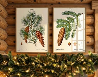 Vintage Pine and Spruce illustrations, Botanical Wall Art, Woodland Christmas Decoration
