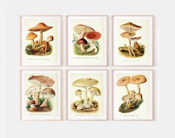 Pilze bilder, Pilze Poster, Pilze illustration, Pilzplakat, Pilzinfografik-Poster, Vintage-Illustration, alte Kunst, botanisches Poster