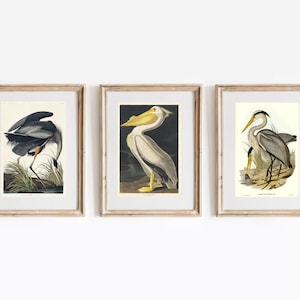 Set di 3 stampe, arte murale Vintage Birds, poster American Pelican, stampa Great Blue Heron, decorazione murale costiera, illustrazione di uccelli antichi,