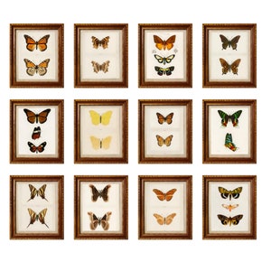 Set 12 art prints, butterflies drawings, types butterflies, home decor vintage, rustic prints, antique wall gallery, farmhouse room ornament