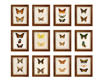 Conjunto de 12 láminas artísticas, dibujos de mariposas, tipos de mariposas, decoración vintage para el hogar, láminas rústicas, galería de pared antigua, adorno para habitación de estilo rústico.