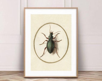 affiche coléoptère, affiche avec insecte, affiche avec insecte, affiche avec animal, affiche coléoptère