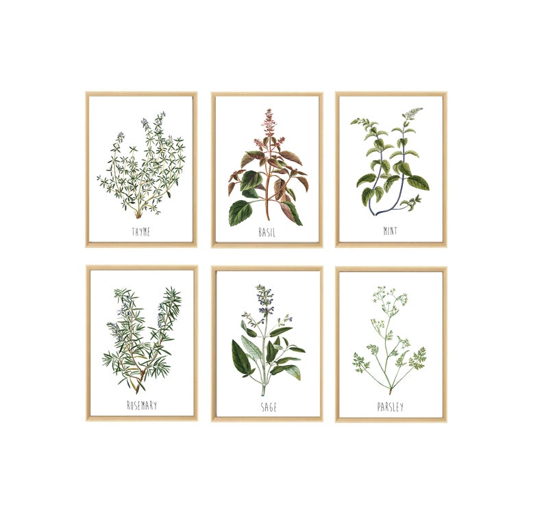 May include: Set of six botanical prints featuring illustrations of herbs, including rosemary, thyme, basil, mint, sage, and parsley. Each print is framed in a light wood frame and features the name of the herb in black text.