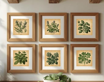 wall art set 6 prints, cottage botanical illustrations, country kitchen decor, rustic wall gallery, herbs vintage drawings, spices poster,