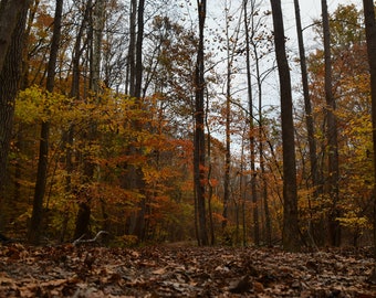 Moody Fall Scenery Woodsy Hike Photo- wall art/ home decor/ autumn vibes / crunchy leaves on ground canvas print JYRadin Photography